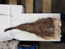 Coda di rospo (Monkfish-Unditar)